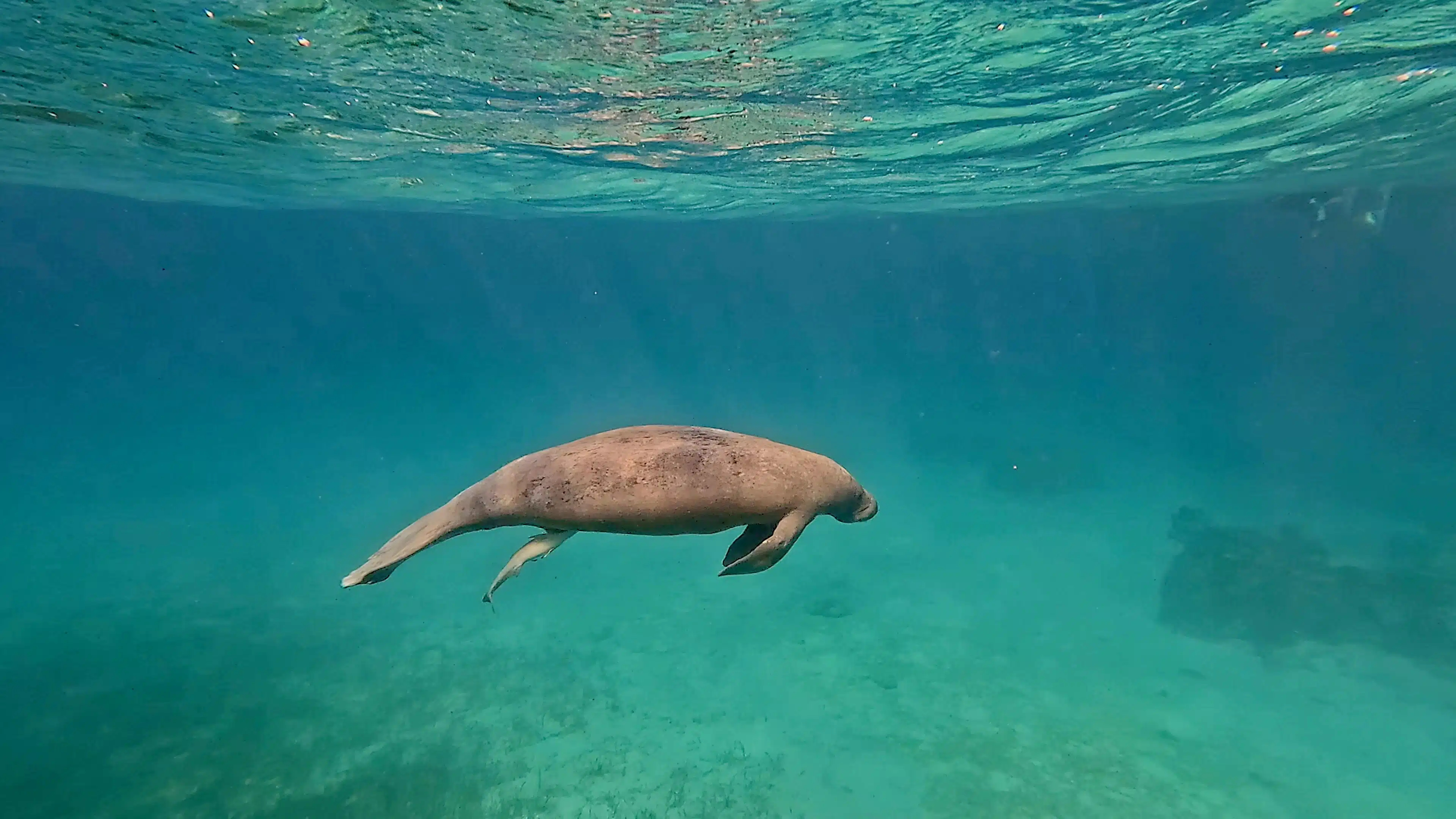 Manatee swimming in the clear turquoise waters of Hol Chan Marine Reserve.