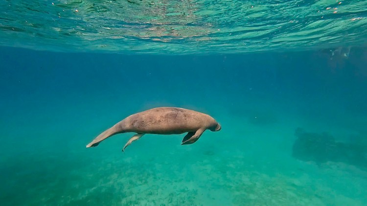 Manatee swimming in the clear turquoise waters of Hol Chan Marine Reserve.