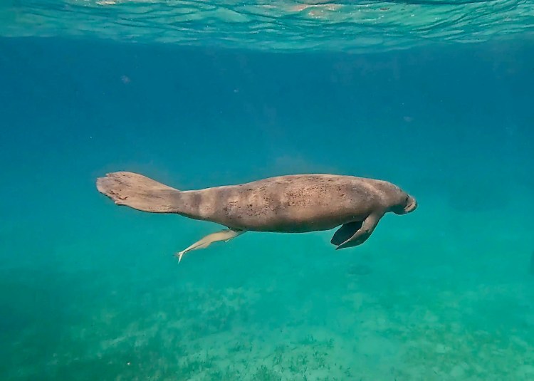 Manatee swimming in the turquoise waters of Hol Chan Marine Reserve.