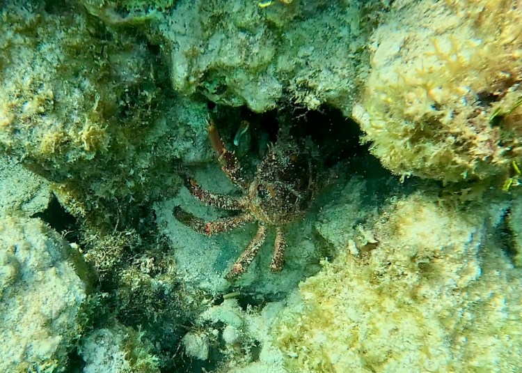 Crab hiding in coral at Hol Chan Marine Reserve while snorkelling.