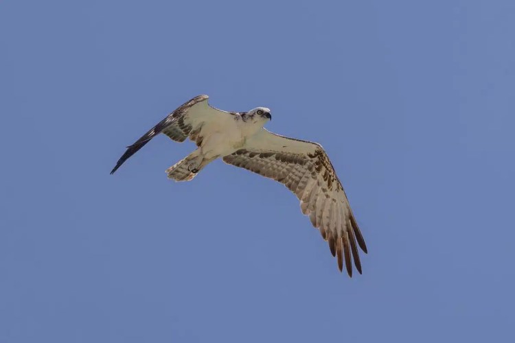 Osprey in flight against a clear blue sky, near Half Moon Caye.