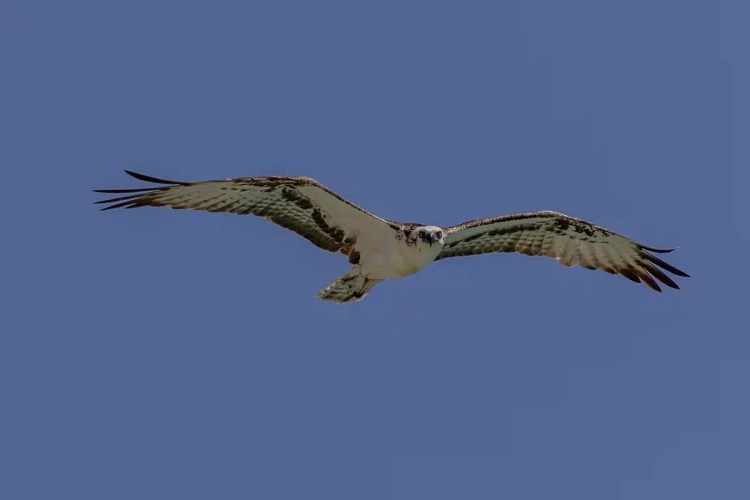 Osprey in flight against a clear blue sky, Half Moon Caye wildlife.