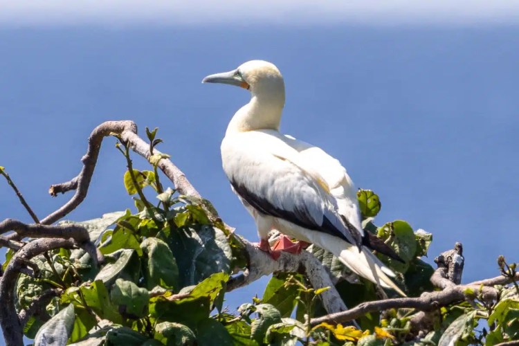 Red-footed booby perched in tree on Half Moon Caye