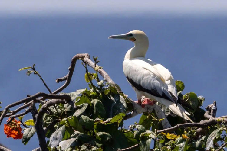 Red-footed booby perched in a tree on Half Moon Caye.
