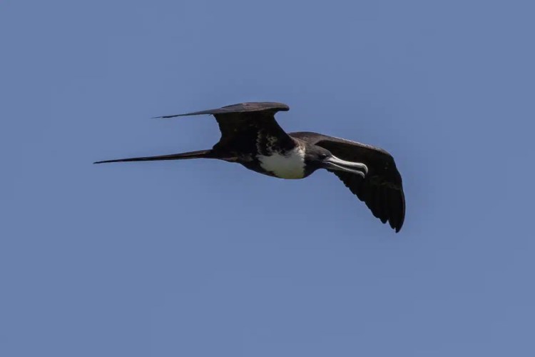 Frigatebird soars against blue sky, Half Moon Caye wildlife.