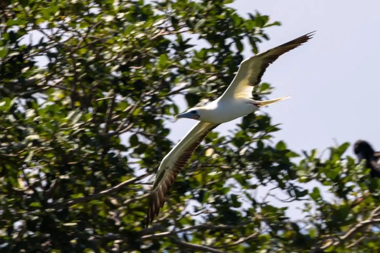 Red-footed Booby soars over Half Moon Caye.