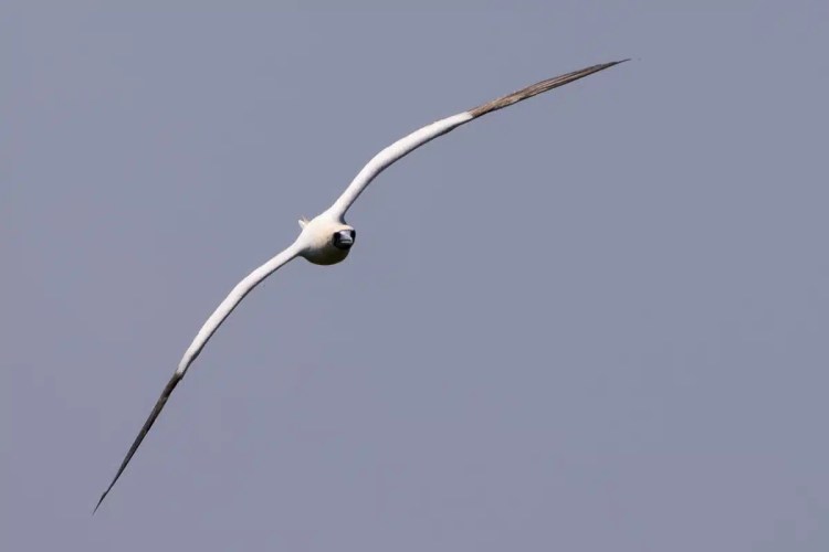Red-footed booby in flight over Half Moon Caye.