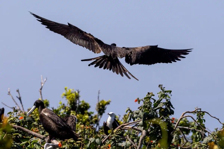 Frigatebird soars over Half Moon Caye, Belize, with nesting birds below.