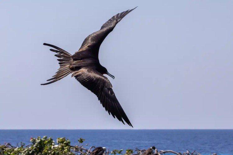 Magnificent frigatebird soars over Half Moon Caye, Belize.