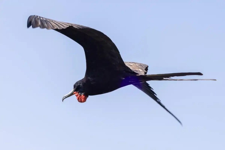 Magnificent Frigatebird soars in the sky near Half Moon Caye.