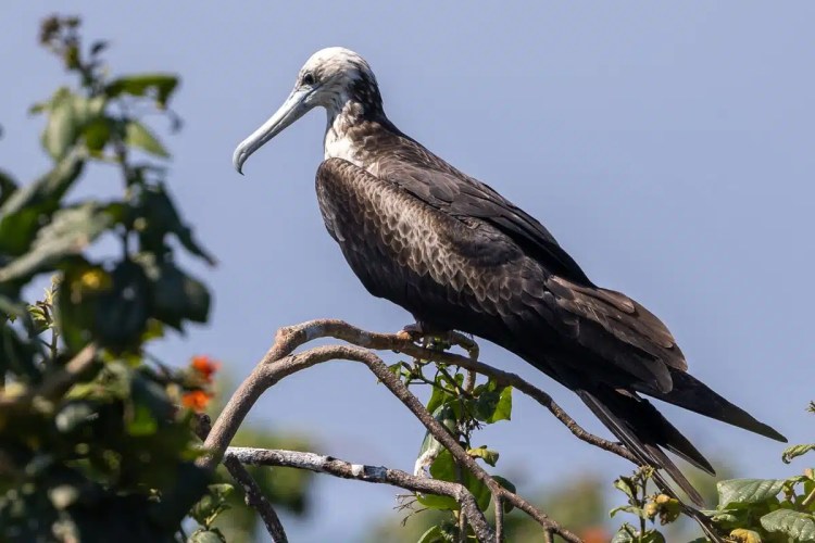 Frigatebird perched on a branch at Half Moon Caye, Belize.