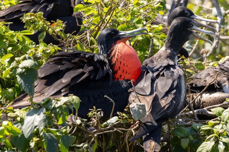 Magnificent Frigatebird with inflated red throat pouch on Half Moon Caye, Belize.