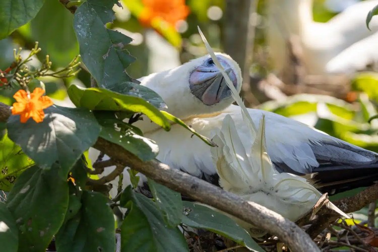 Red-footed Booby nesting on Half Moon Caye, Belize