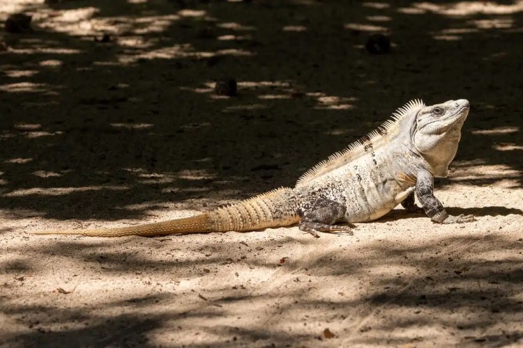 Large iguana basking in sun-dappled sand. Possible wildlife seen while diving and visiting Half Moon Caye.