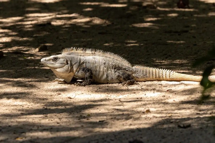 Iguana basking in the sun on Half Moon Caye, Belize.