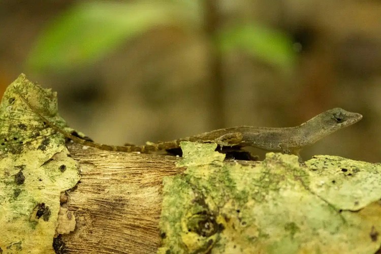 Camouflaged lizard on a log, blending into the green and brown environment.
