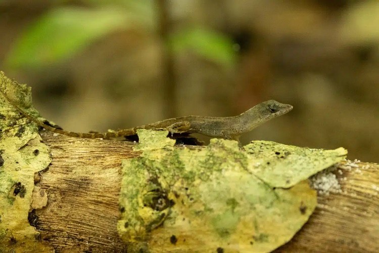 Brown anole lizard on a log, Half Moon Caye