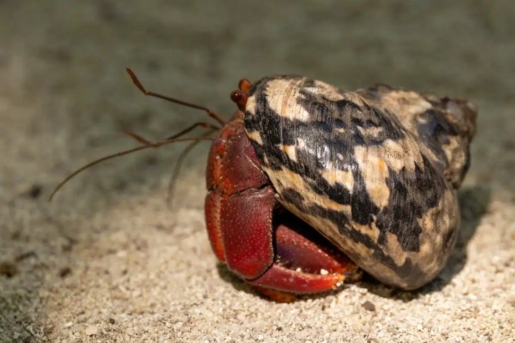 Hermit crab in its shell on Half Moon Caye. Diving and visiting this island reveals unique wildlife.