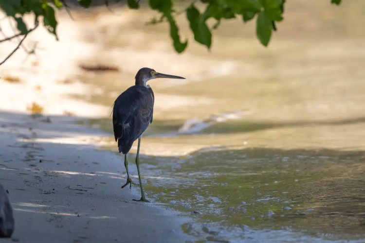 Heron wading on the sandy beach of Half Moon Caye, Belize.