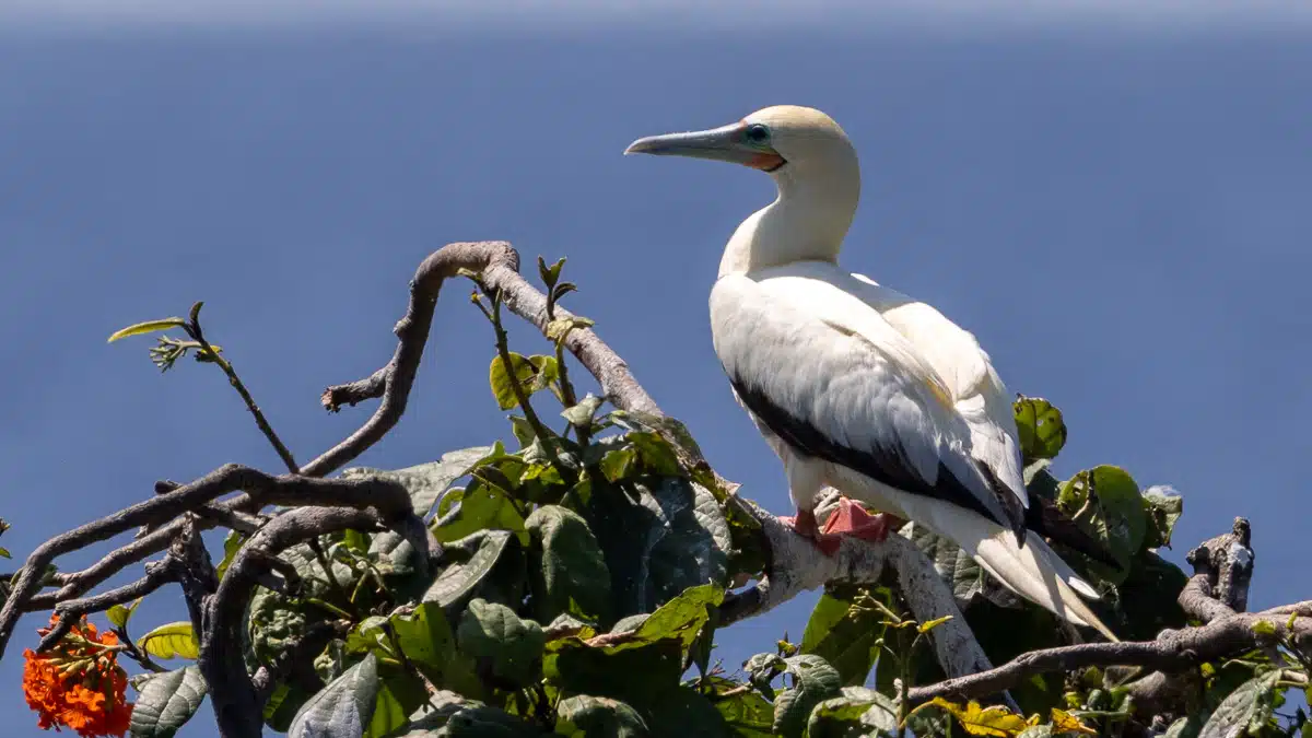 Red-footed booby perched on a tree branch at Half Moon Caye.