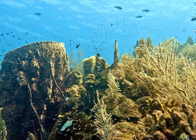 Vibrant coral reef teeming with fish at Half Moon Caye.
