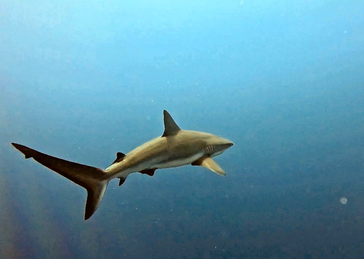 Shark swimming in the waters off Half Moon Caye during a dive trip.