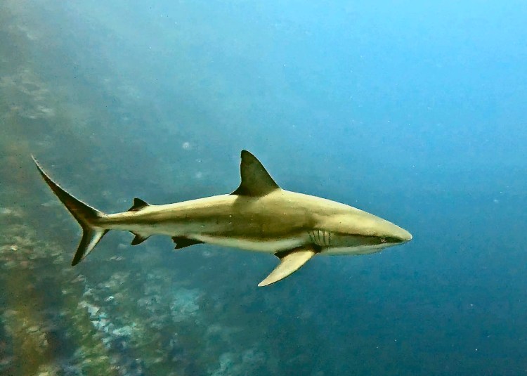Grey reef shark swimming in the blue waters of Half Moon Caye, Belize.