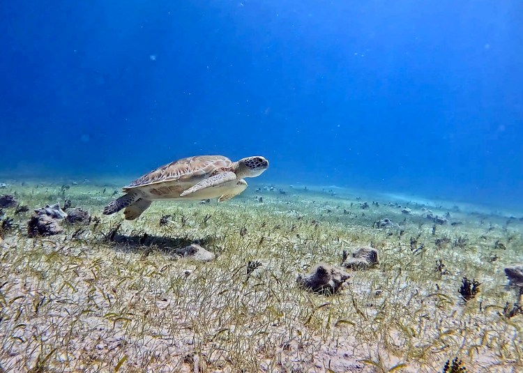 Sea turtle swimming over seagrass in Half Moon Caye's clear blue waters.