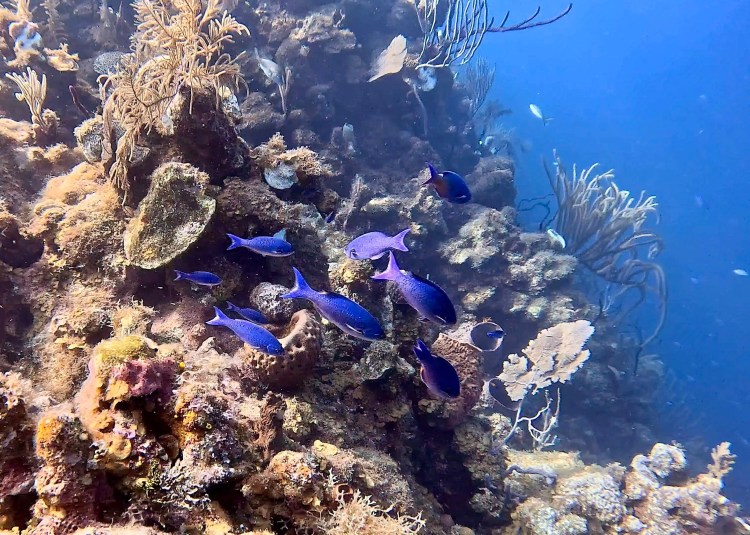 Blue chromis fish swimming around coral reef at Half Moon Caye