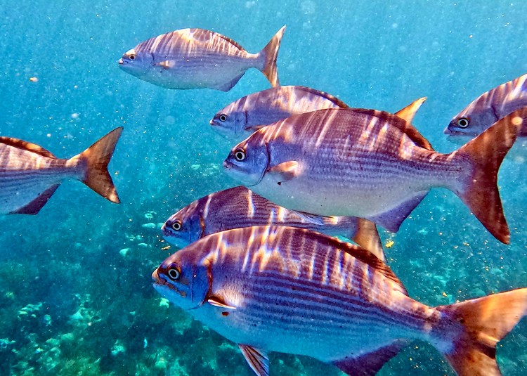 School of fish underwater near Half Moon Caye while diving.