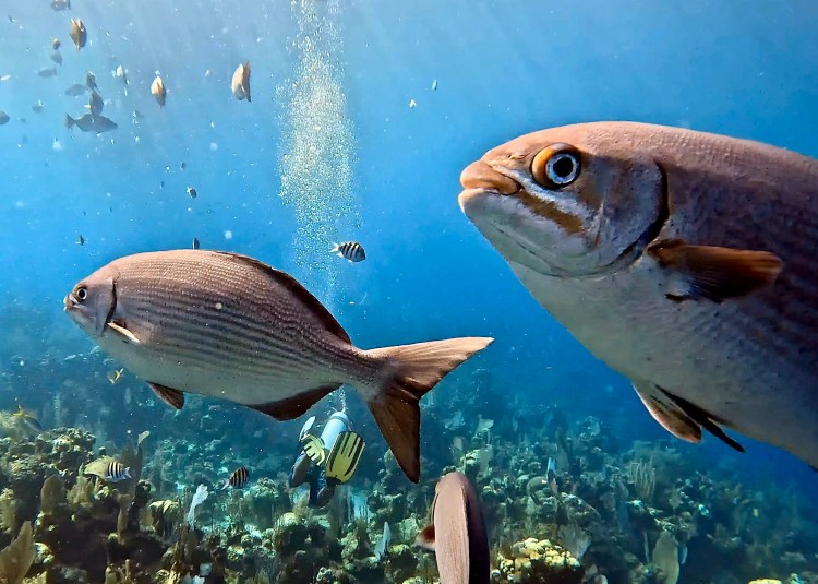 Diving Half Moon Caye: School of fish swimming over a coral reef.