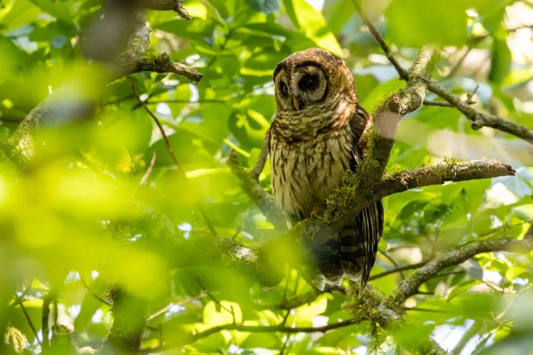 Barred owl perched in a tree, birding in Tikal, Guatemala