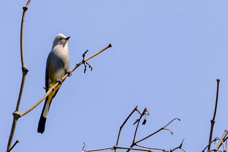 Grey bird perches on a branch against a clear blue sky in Tikal or Lake Atitlan.