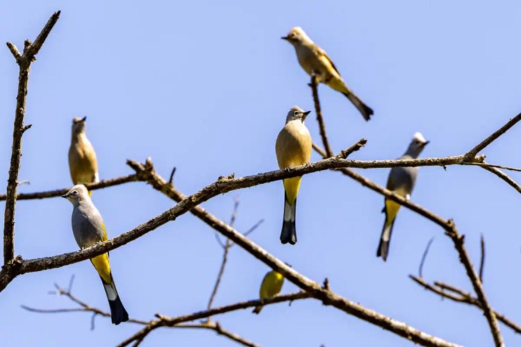 Birds perched on branches against a blue sky, relevant to Birding Tikal & Lake Atitlan.