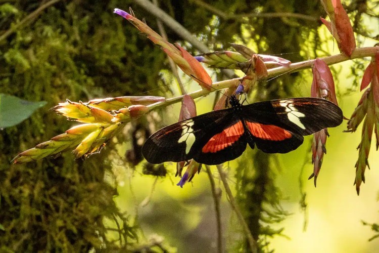 Black and red butterfly resting on a bromeliad in Tikal, Guatemala.