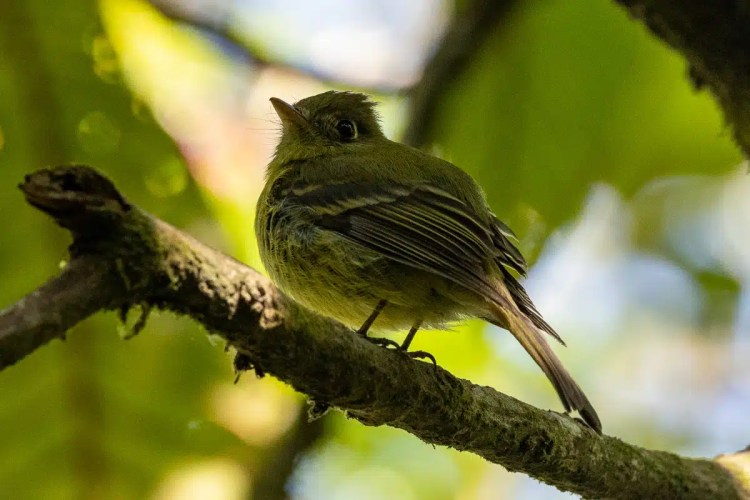 Olive-sided Flycatcher perched on a branch in Tikal, Guatemala.