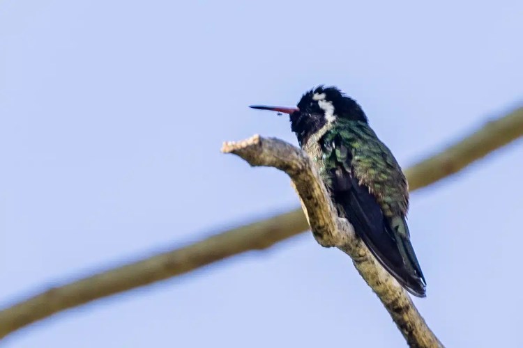 Hummingbird perched on a branch in Tikal, Guatemala. Birding in Tikal.