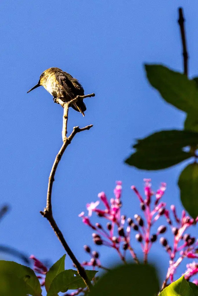 Hummingbird perched on a branch with pink flowers, seen while birding in Tikal.