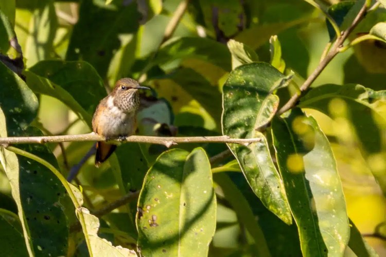 Hummingbird perched on a branch in Tikal, Guatemala. Birding Tikal & Lake Atitlan.