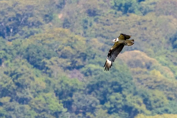 Osprey in flight over lush Guatemalan forest, seen while birding Tikal & Lake Atitlan.