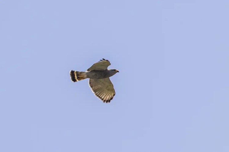 Hawk soars against a clear sky, birding in Tikal & Lake Atitlan.