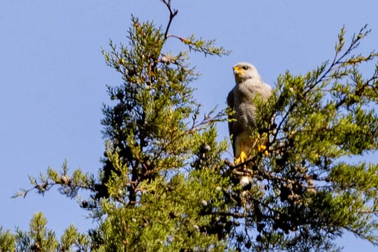 Gray hawk perched in a juniper tree against a blue sky, birding in Tikal.