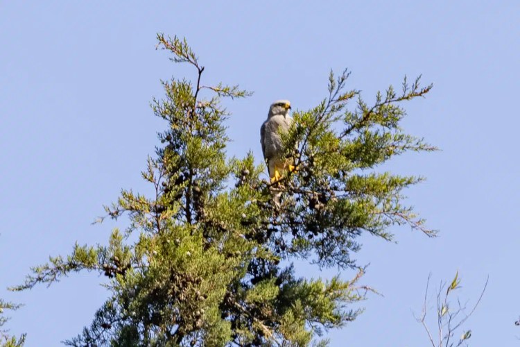 Grey falcon perched atop a juniper tree in Tikal. Birding Tikal & Lake Atitlan.