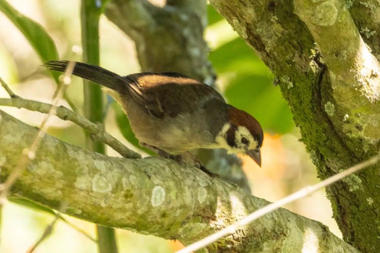 Rufous-capped warbler perched on a branch in Tikal, Guatemala. Birding in Tikal.