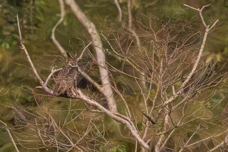 Owl perched in a bare tree in Tikal, Guatemala.