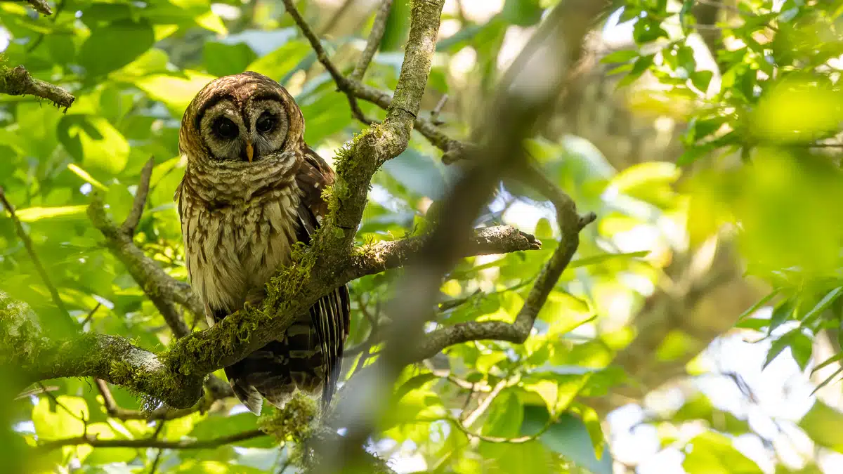 Barred owl perched on a mossy branch among green leaves in Tikal, Guatemala.