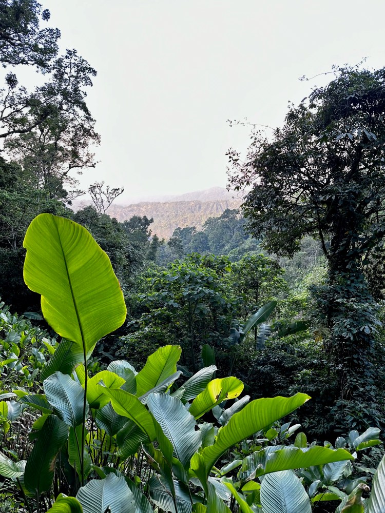 Lush jungle foliage with mountains in the distance, ideal for birding.