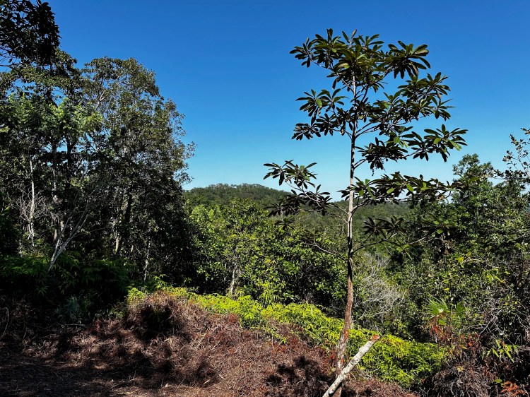 Lush Belizean forest landscape with tall trees under a clear blue sky, Mountain Pine Ridge birding area.