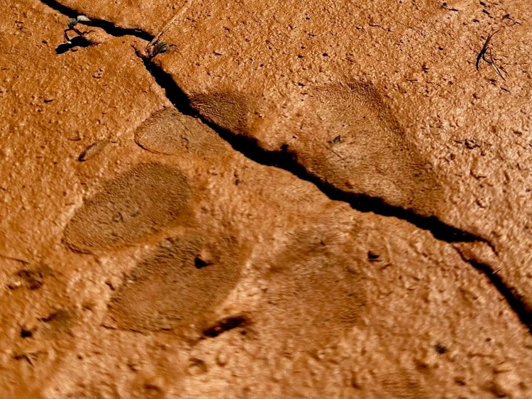 Bird footprint in red clay soil, near Mountain Pine Ridge.