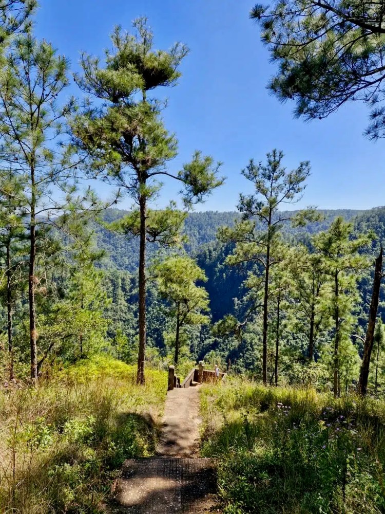 Mountain Pine Ridge view: Path to overlook with pine trees and lush green forest in the background.